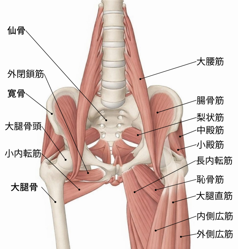 股関節の解剖図_股関節の構造_金沢市専光寺町あきヒーリング